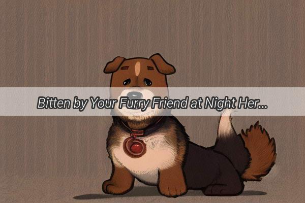 Bitten by Your Furry Friend at Night Heres How to Handle It